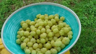 Making a Star Gooseberry Drink  Video [upl. by Patrizius]