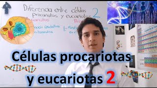 Diferencia entre células procariotas y eucariotas NIVEL EXPERTO EN 4 MINUTOS [upl. by Ahsitam]