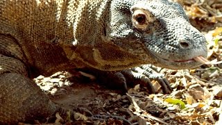 How Big Is a Komodo Dragon [upl. by Scotti201]