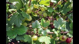 All About the Gooseberry A Wonderful Fruit [upl. by Kcirttap817]