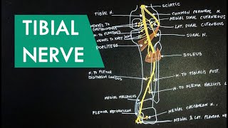 Tibial Nerve  Anatomy Tutorial [upl. by Naesed]