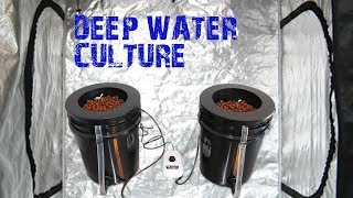 How to Build an Easy Hydroponic Deep Water Culture DWC Bucket System [upl. by Mora]