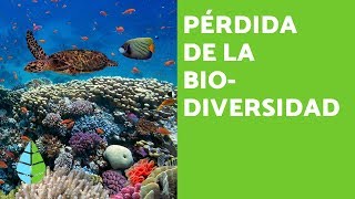 PÉRDIDA de la BIODIVERSIDAD CAUSAS y CONSECUENCIAS [upl. by Ycrad216]