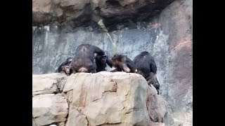 Chimp attack with stick at LA Zoo [upl. by Drucy]