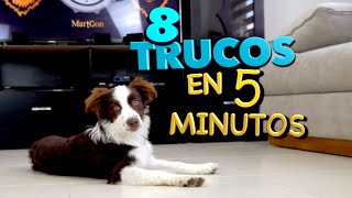 8 Trucos de Perros EN 5 MINUTOS  MartGon [upl. by Amles]