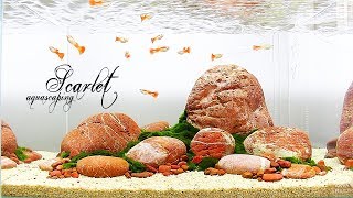 HOW TO Easy Guppy Aquarium  Aquascaping SCARLET [upl. by Gen]