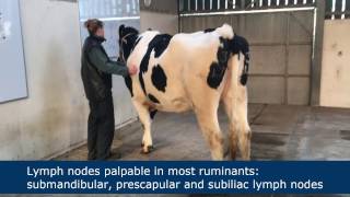 Lymph node palpation in ruminants [upl. by Aliza526]