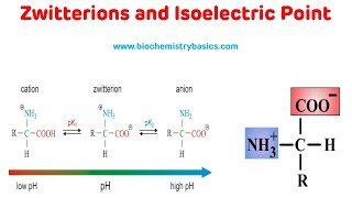 Zwitterions And Isoelectric Point  Isoelectric pH of Amino Acids [upl. by Llerret585]