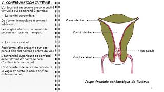 ANATOMIE FMPM UTÉRUS [upl. by Loni]