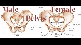 Male Pelvis VS Female Pelvis [upl. by Enellij]