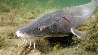 Saving the Sturgeon And we filmed them SPAWNING [upl. by Lucania]