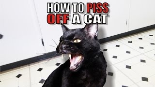 Talking Kitty Cat 50  How To Piss Off A Cat [upl. by Niwdog]