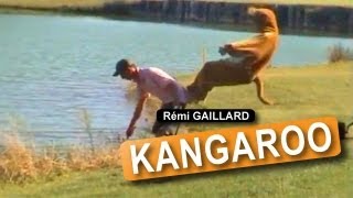 KANGAROO REMI GAILLARD [upl. by Castara]