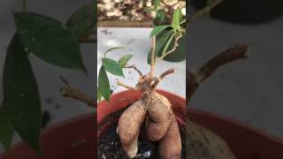 Ginseng Ficus Bonsai Pruning [upl. by Elita]