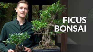 Ficus Bonsai tree care [upl. by Alic]