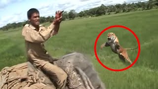 30 Scariest Tiger Encounters of The Year [upl. by Ahsiuqet674]