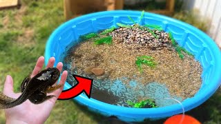 The DIY BACKYARD MINI POOL POND For TADPOLES [upl. by Acsecnarf511]