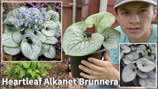 Heartleaf Alkanet Brunnera  Plant Spotlight [upl. by Dorina]