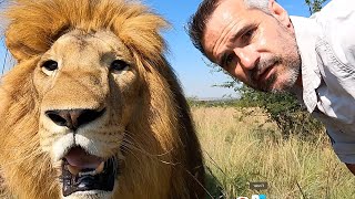 Lets Stop Lion Petting Facilities  The Lion Whisperer [upl. by Nari691]