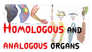 Homologous and analogous organs [upl. by Elleinnod]