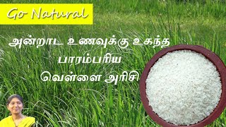 Thooyamalli Rice Benefits in Tamil  தூயமல்லி அரிசி  அன்றாட உணவுக்கு உகந்த பாரம்பரிய வெள்ளை அரிசி [upl. by Marlea]