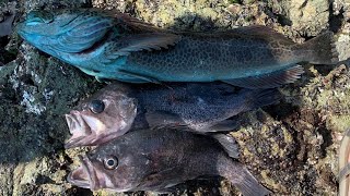 How to Catch LINGCOD and ROCKFISH From SHORE Northern California Rock Fishing [upl. by Vickey851]