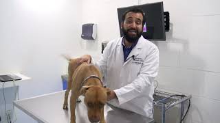 Las 3 enfermedades dermatológicas más comunes en los perros [upl. by Yerkovich649]