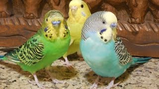 My pet budgies morning songs Nature parakeet 8 Hr bird songs [upl. by Cooperstein]