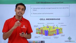 Class 11th  Eukaryotes  Cell Membrane Composition  Cell The unit of Life  Tutorials Point [upl. by Siriso]