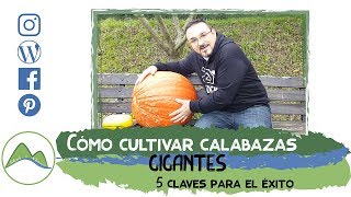 Cómo cultivar calabazas GIGANTES 5 claves para el ÉXITO  LdN [upl. by Aihsekel549]