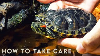 How to take care of a Turtle 🐢 RED EARED SLIDER [upl. by Fidela]