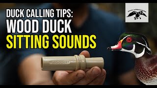 Wood Duck Calling Tips Sitting Sounds [upl. by Olaznog]