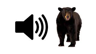 Bear Growl  Sound Effect  ProSounds [upl. by Healey]