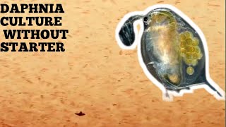 HOW TO CULTURE DAPHNIA NATURALLY WITHOUT A STARTER [upl. by Adal969]