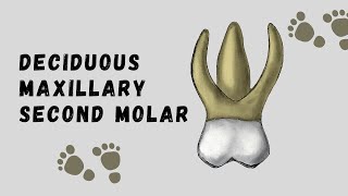 Maxillary Deciduous Second Molar  Deciduous Tooth Morphology [upl. by Kuska919]