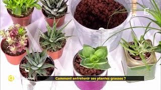 Comment entretenir ses plantes grasses [upl. by Elegna]