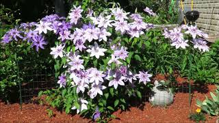 Type 2 Clematis Vine Blossoms [upl. by Yrrej]