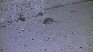 Chicago named rattiest city in America for 6th year in a row [upl. by Odarbil]