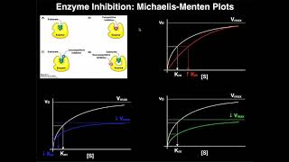 Enzyme Inhibitors  Mechanisms MichaelisMenten Plots amp Effects [upl. by Lemak781]