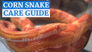 Corn Snake InDepth Care Video [upl. by Anialram]