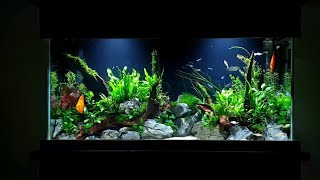 How To Planted Aquarium Tutorial  55 Gallon Aquascape With Discus [upl. by Vogeley]