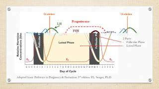 Estrous Cycle of Cattle [upl. by Signe]