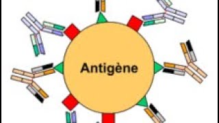 🔺 Les antigènes  immunologie [upl. by Cortney]