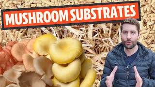 Understanding Mushroom Substrates What Do Mushrooms Grow On [upl. by Ronoh572]