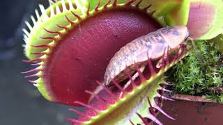 Best Venus Flytrap Trapping Compilation 2018 [upl. by Nihs]