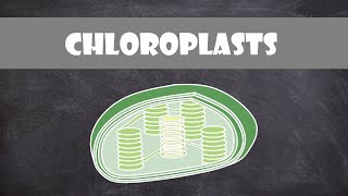 Chloroplast Structure and Function  Botany  Cell Biology [upl. by Hurlbut]