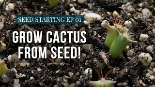 How To Grow Cactus From Seed  Starting Seeds Ep1 [upl. by Funk]