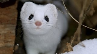 Learn more about the Weasel [upl. by Tolland]