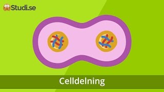 Celldelning Biologi  wwwbinogise [upl. by Gareri]