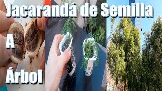 🌱Jacarandá de Semilla A Árbol🌱 Guía completa GerminarPlantarCuidar [upl. by Otsirc]